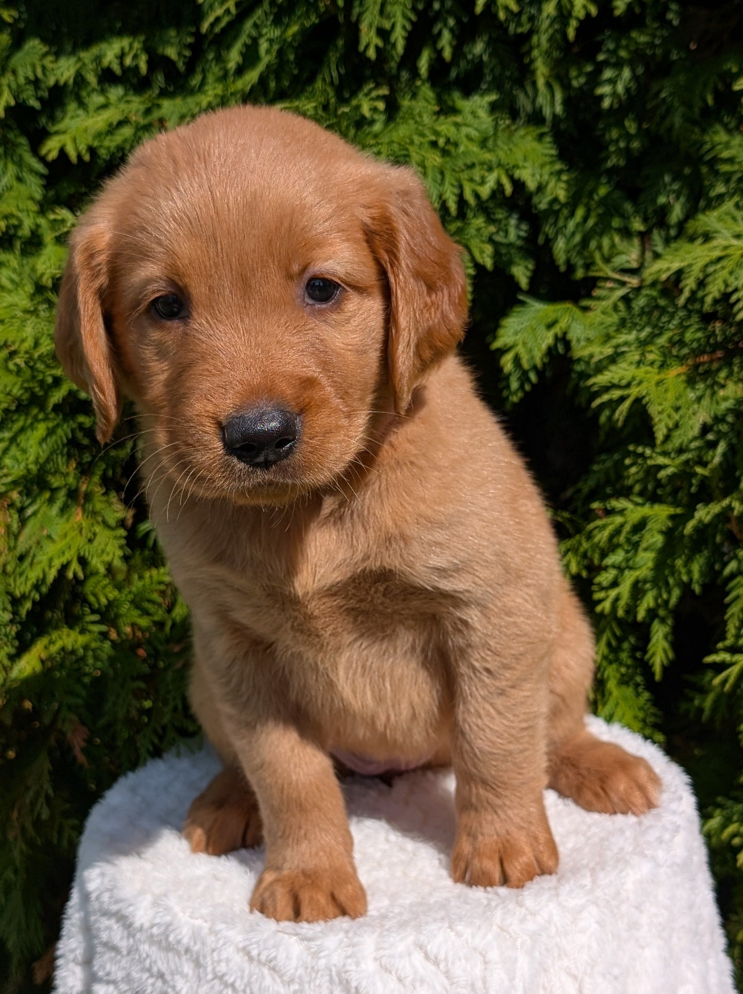 GOLDEN RETRIEVER (07/16) FEMALE