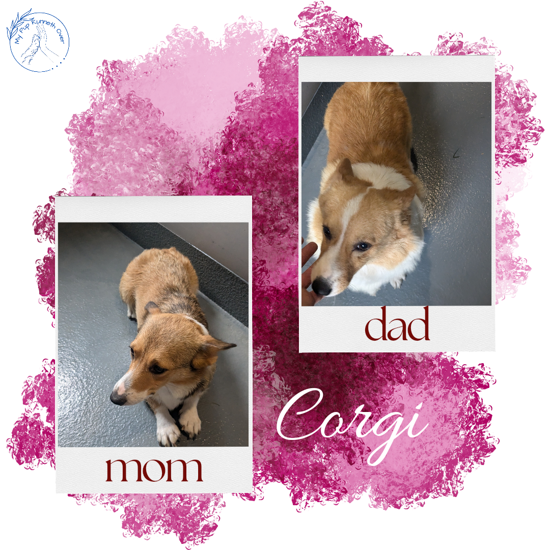 CORGI (06/02) FEMALE