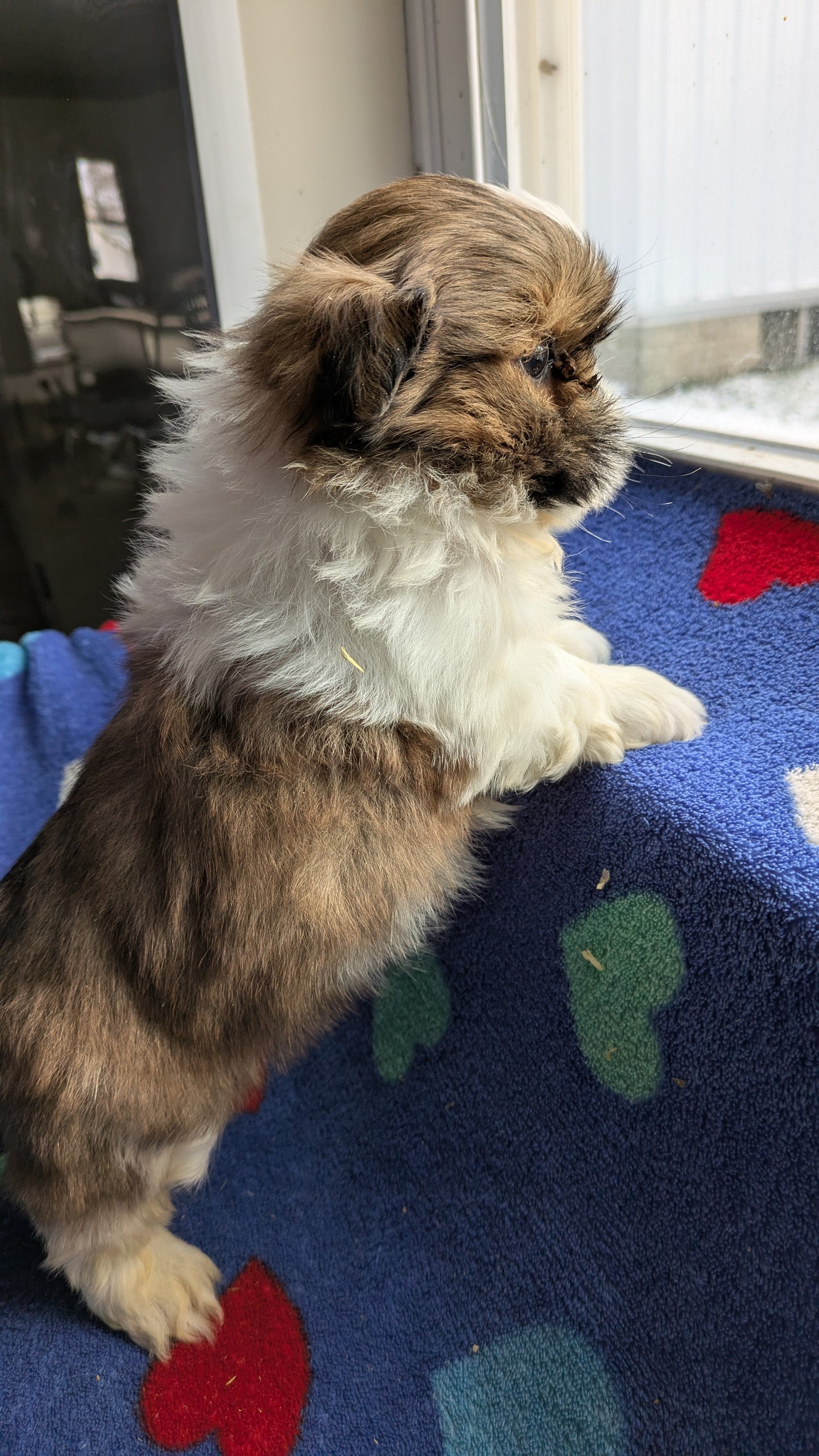 SHIH TZU (10/23) MALE