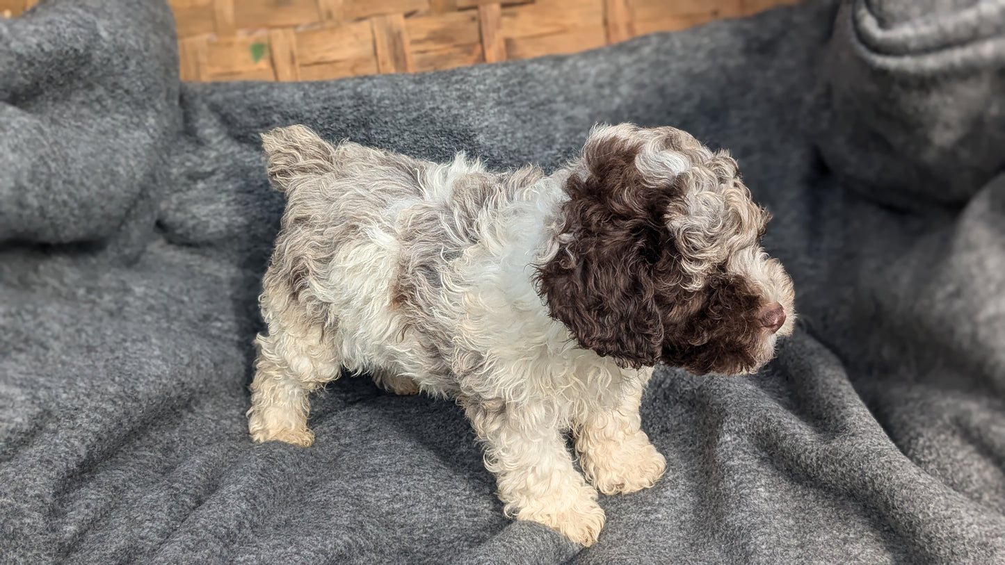 COCKAPOO (09/13) MALE
