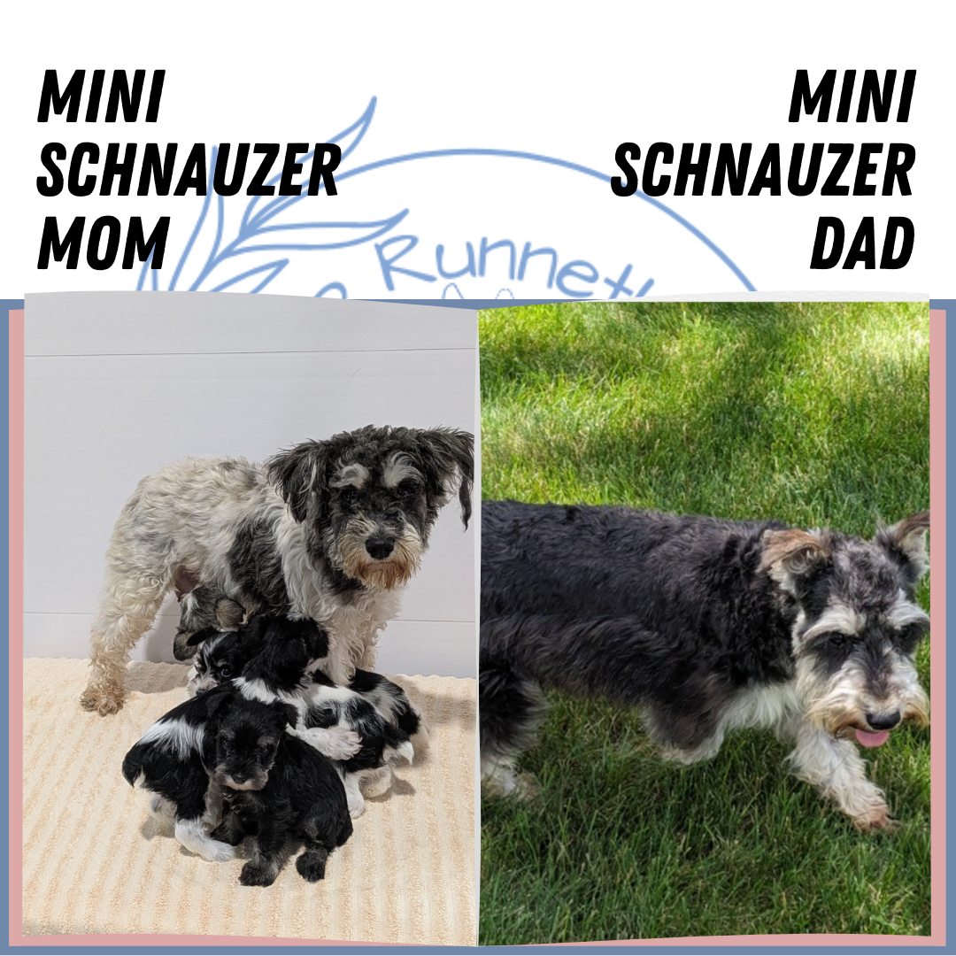 MINI SCHNAUZER (02/18) MALE