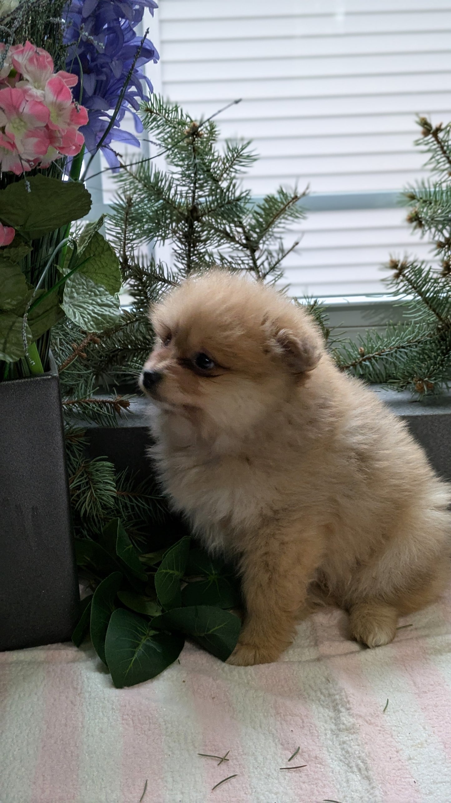 POMERANIAN (11/01) MALE