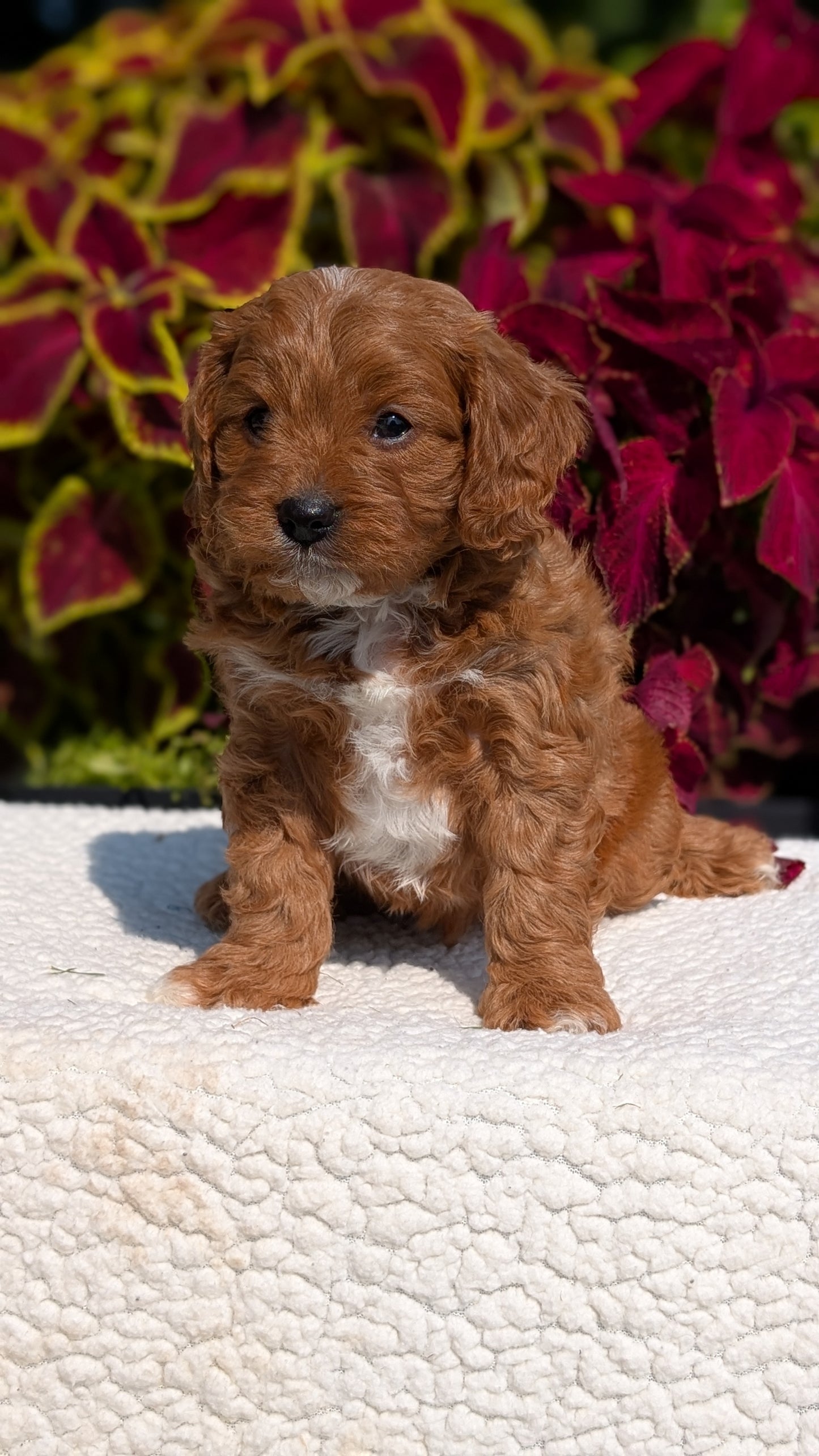 CAVAPOO (07/06) MALE