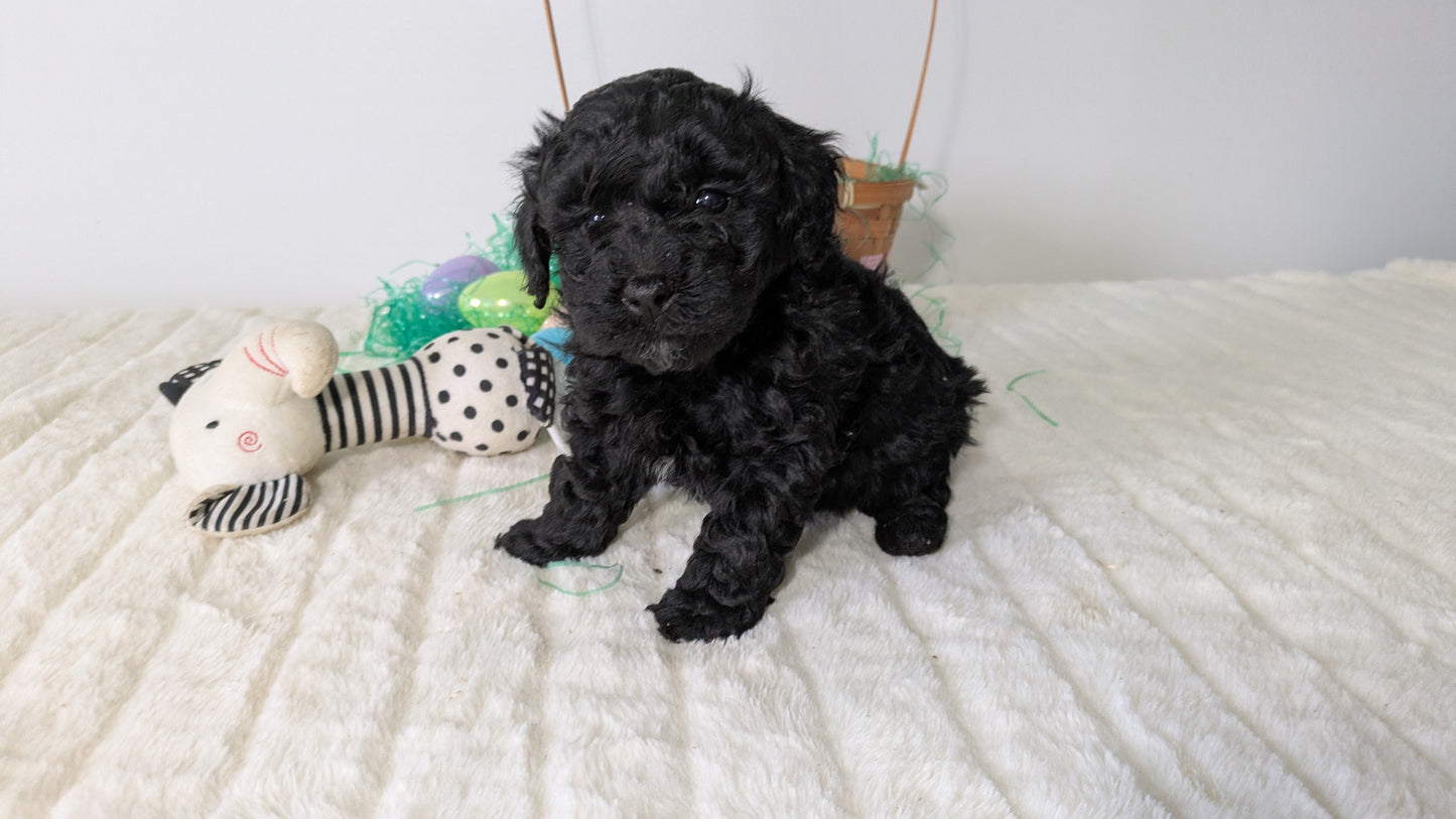 MINI POODLE (03/13) MALE