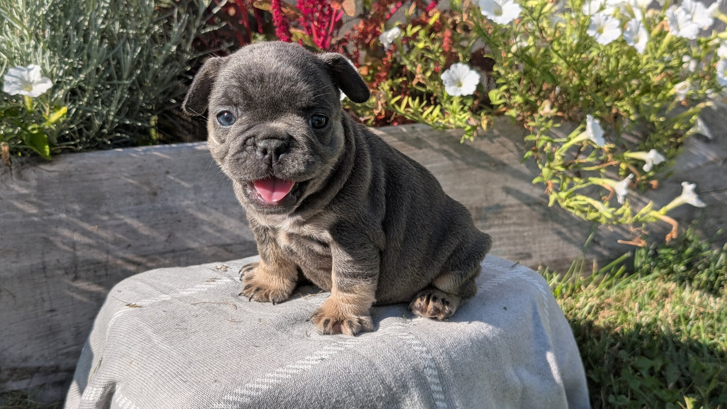 FRENCH BULLDOG (07/03) FEMALE
