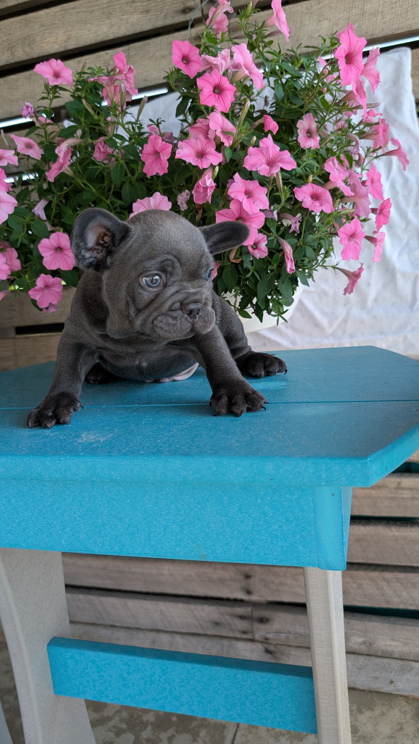 FRENCH BULLDOG (06/30) MALE
