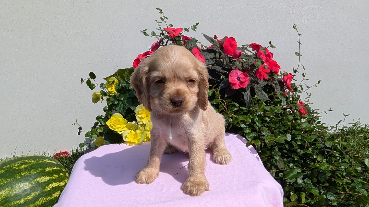 COCKER SPANIEL (07/16) MALE