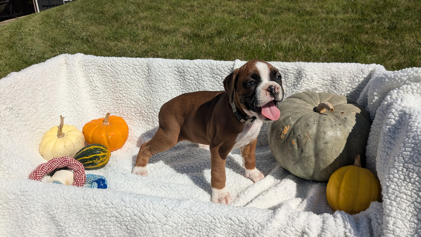 BOXER (08/27) FEMALE