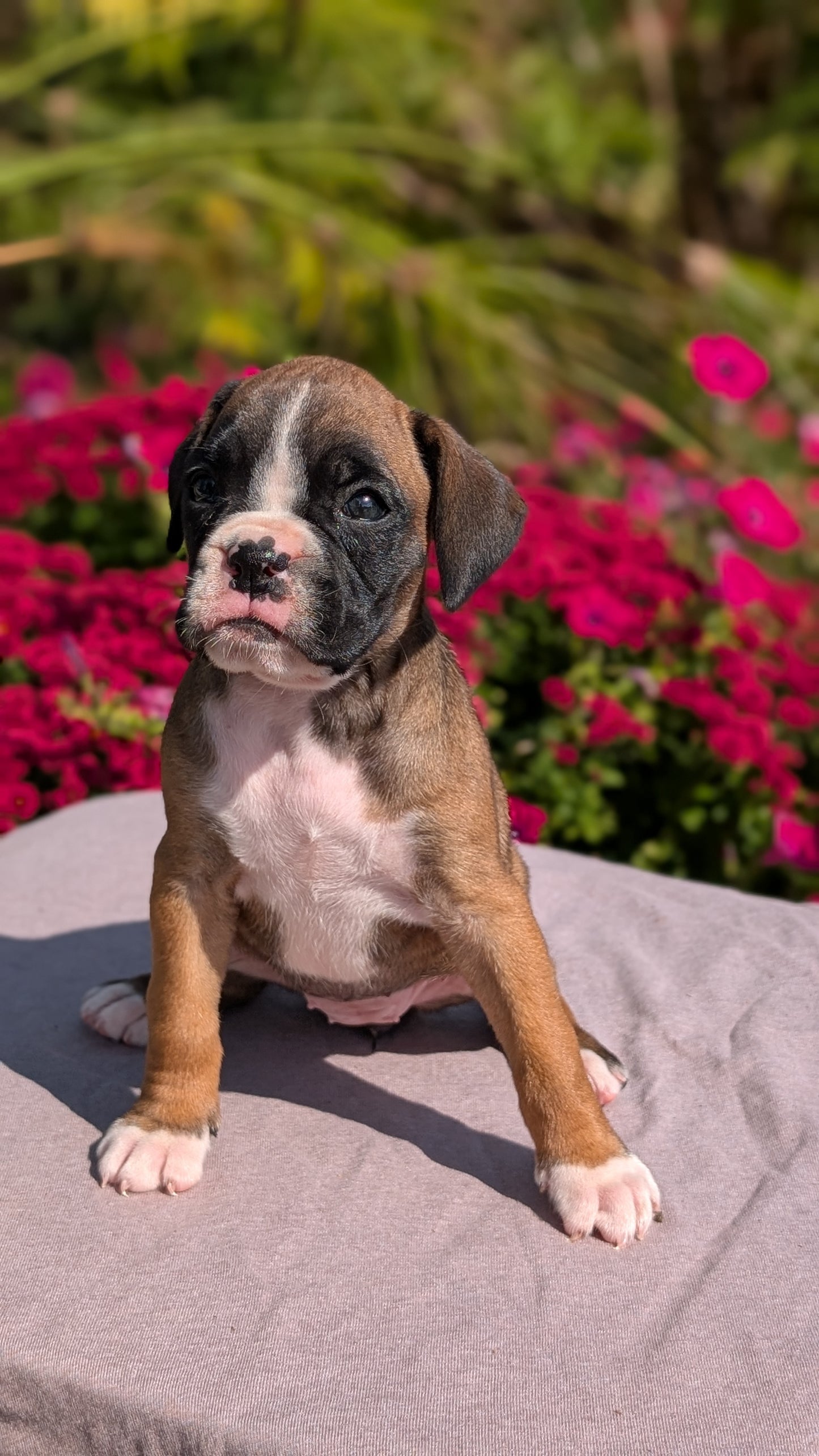 BOXER (08/20) FEMALE