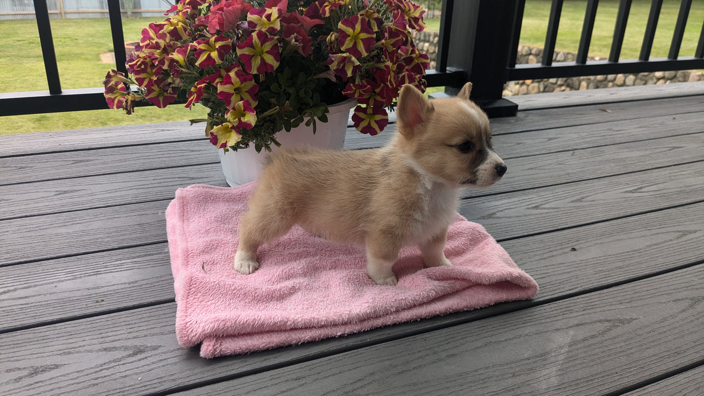 CORGI (06/02) FEMALE