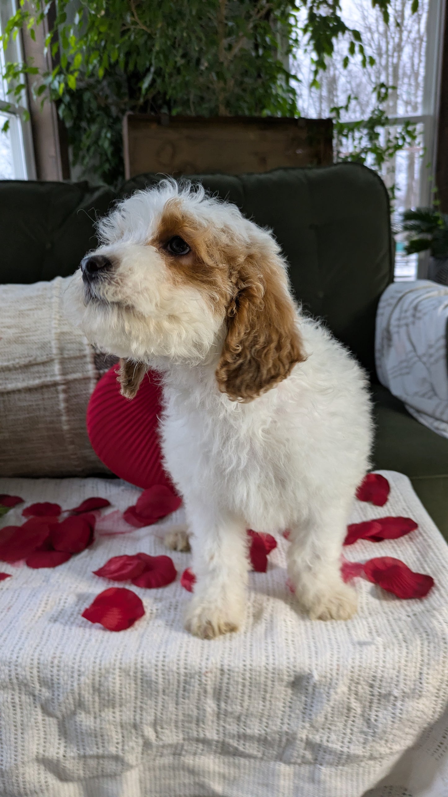 COCKAPOO (10/20) FEMALE