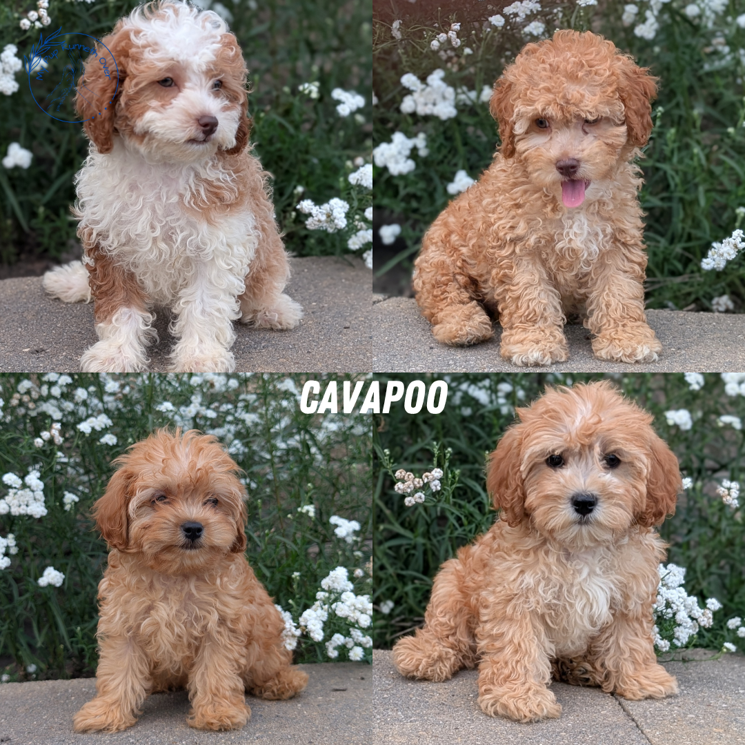CAVAPOO (05/29) MALE