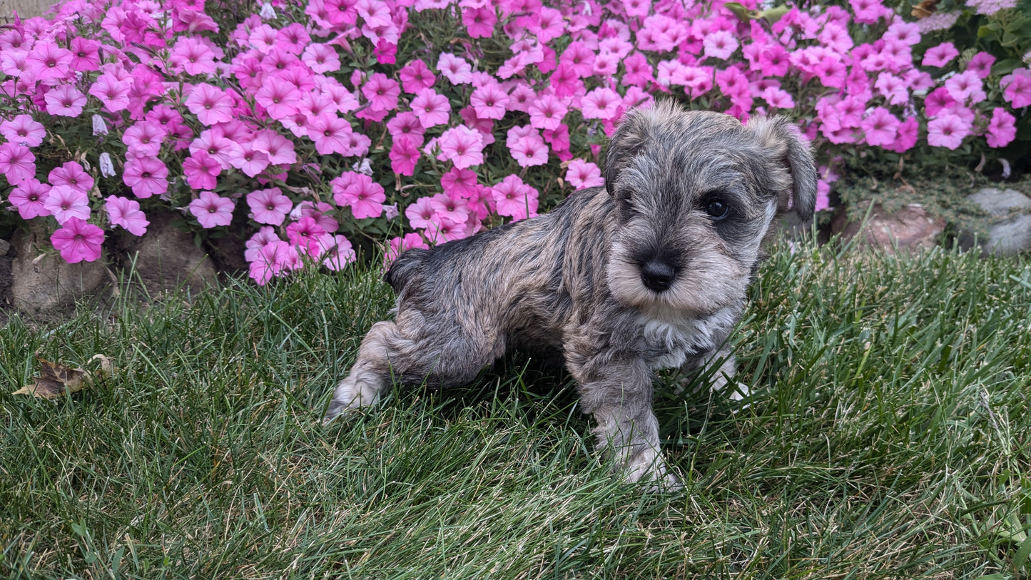 MINI SCHNAUZER (07/26) FEMALE