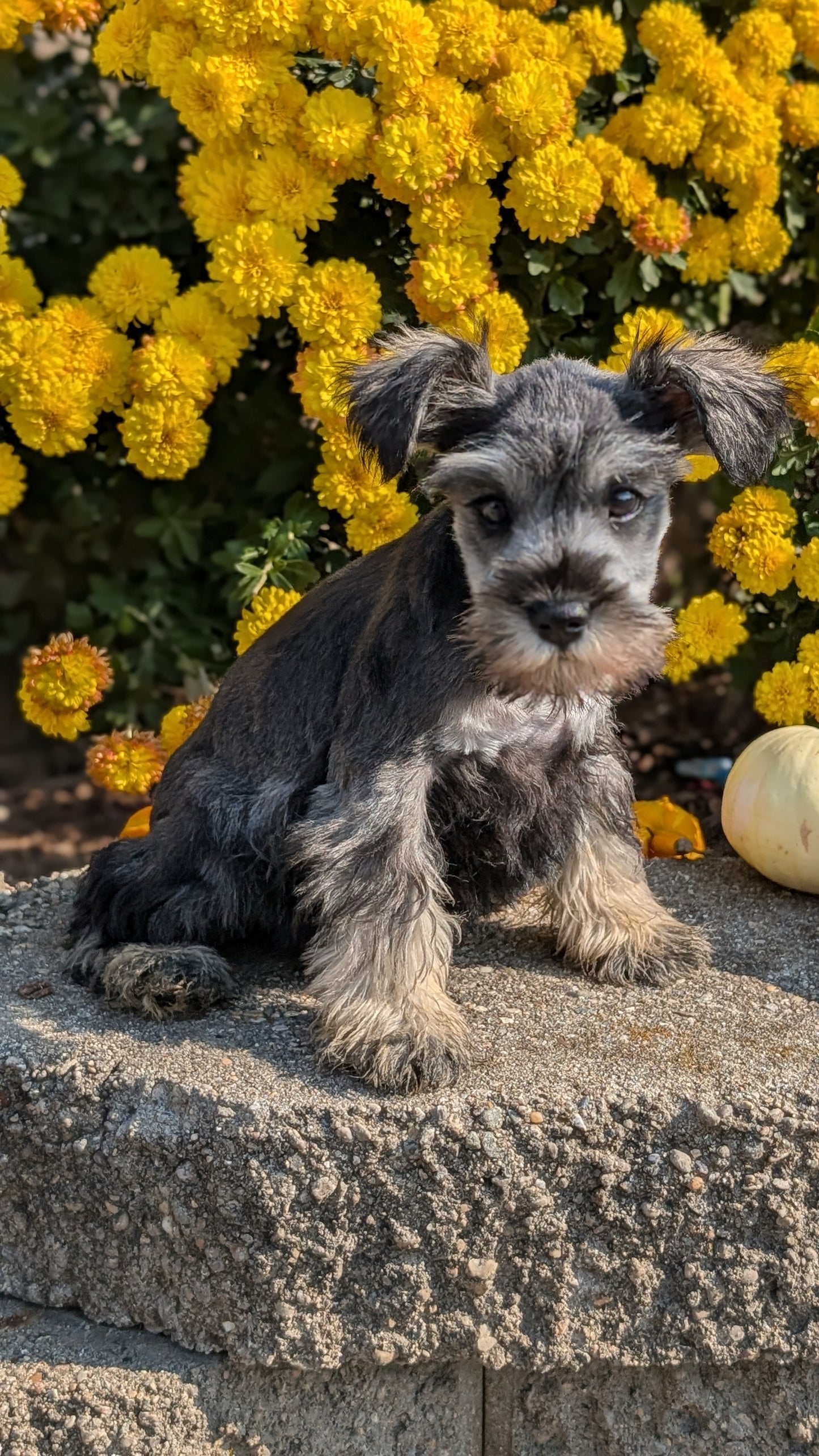 MINI SCHNAUZER (08/21) FEMALE