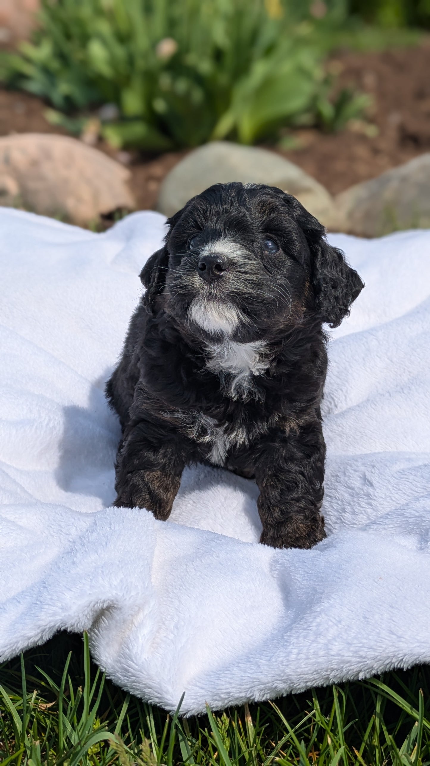 MINI BERNEDOODLE (03/30) FEMALE