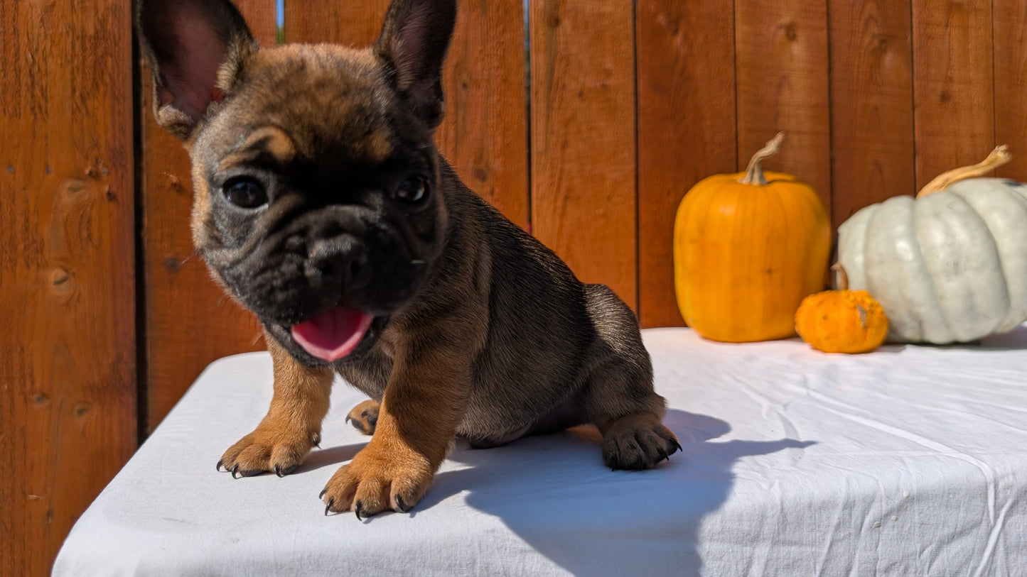 FRENCH BULLDOG (08/12) MALE