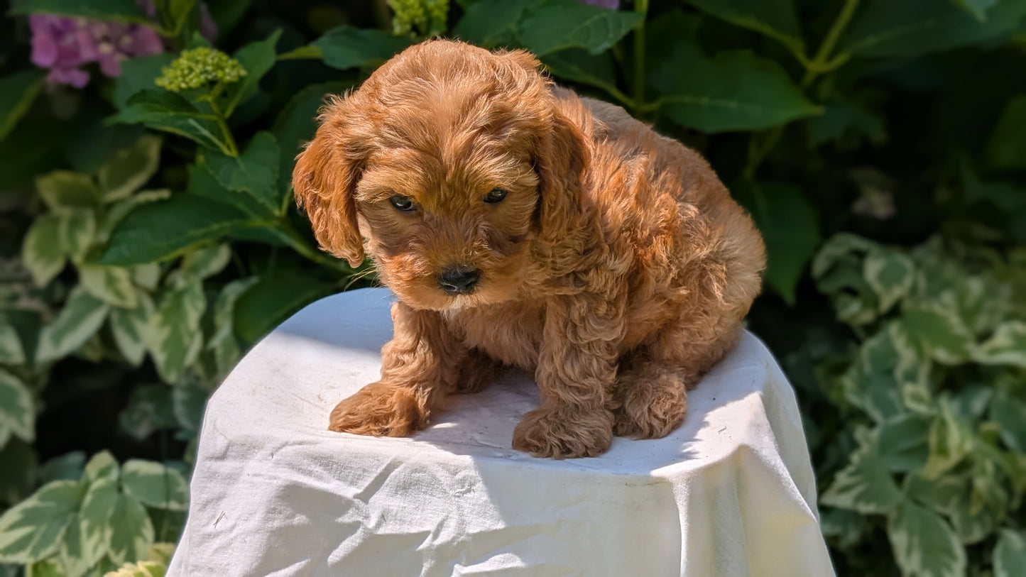 CAVAPOO (05/23) MALE