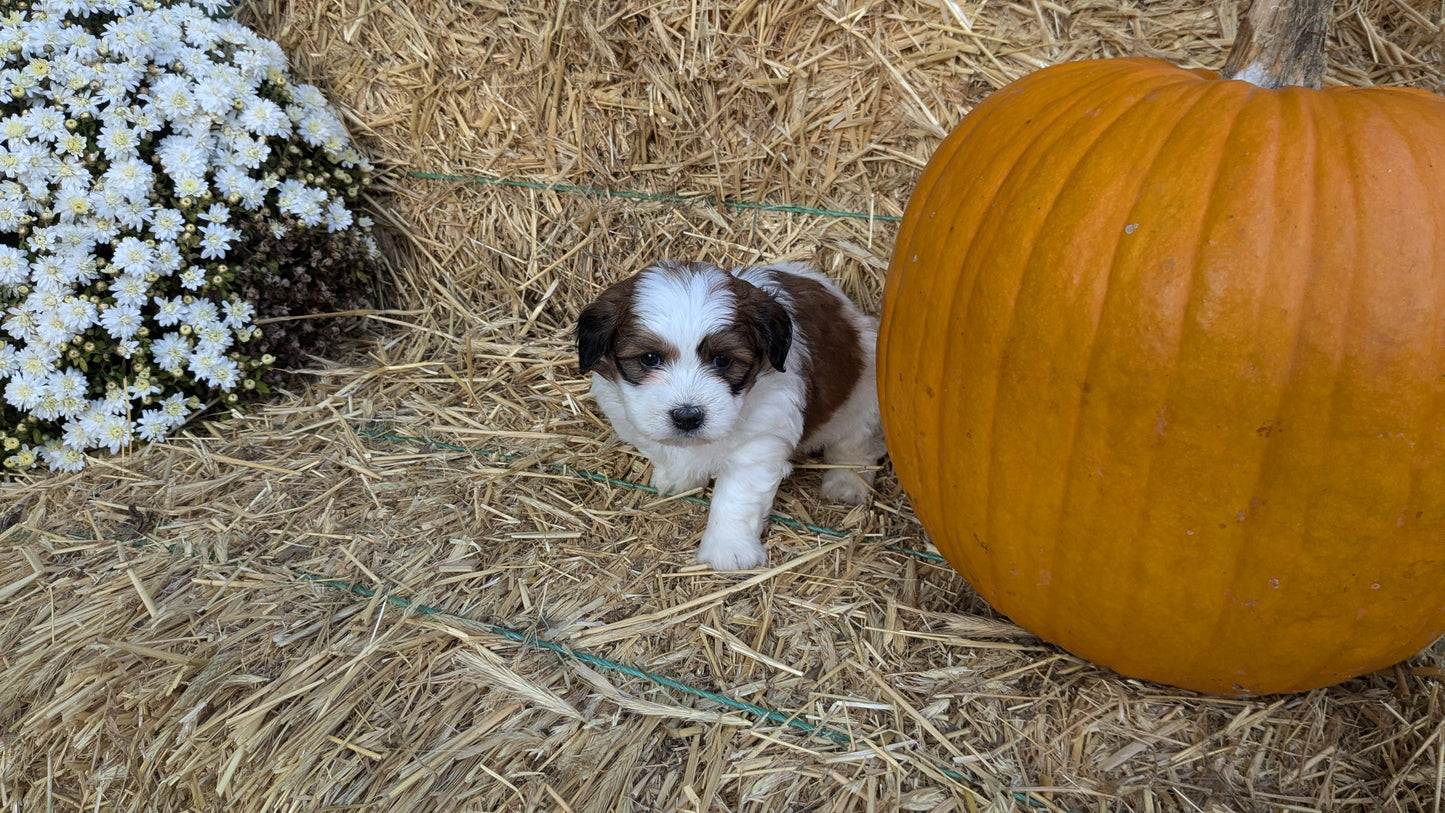 TEDDY BEAR (08/16) MALE
