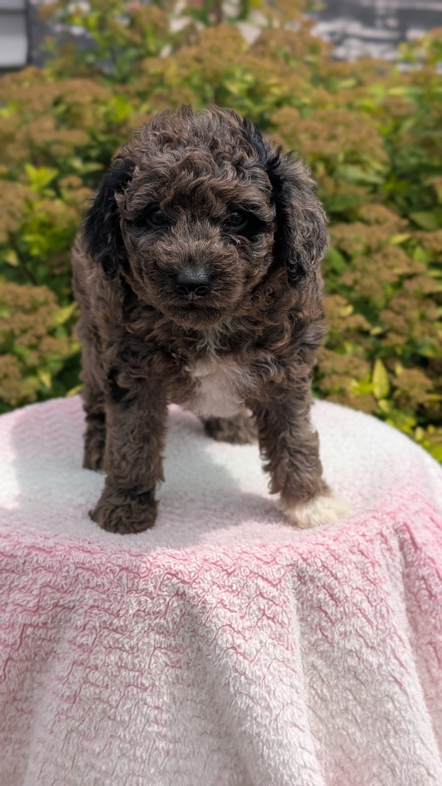 MINI POODLE (06/07) MALE
