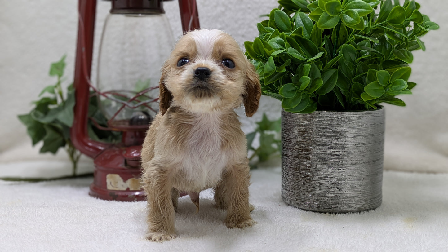 COCKER SPANIEL (12/18) MALE