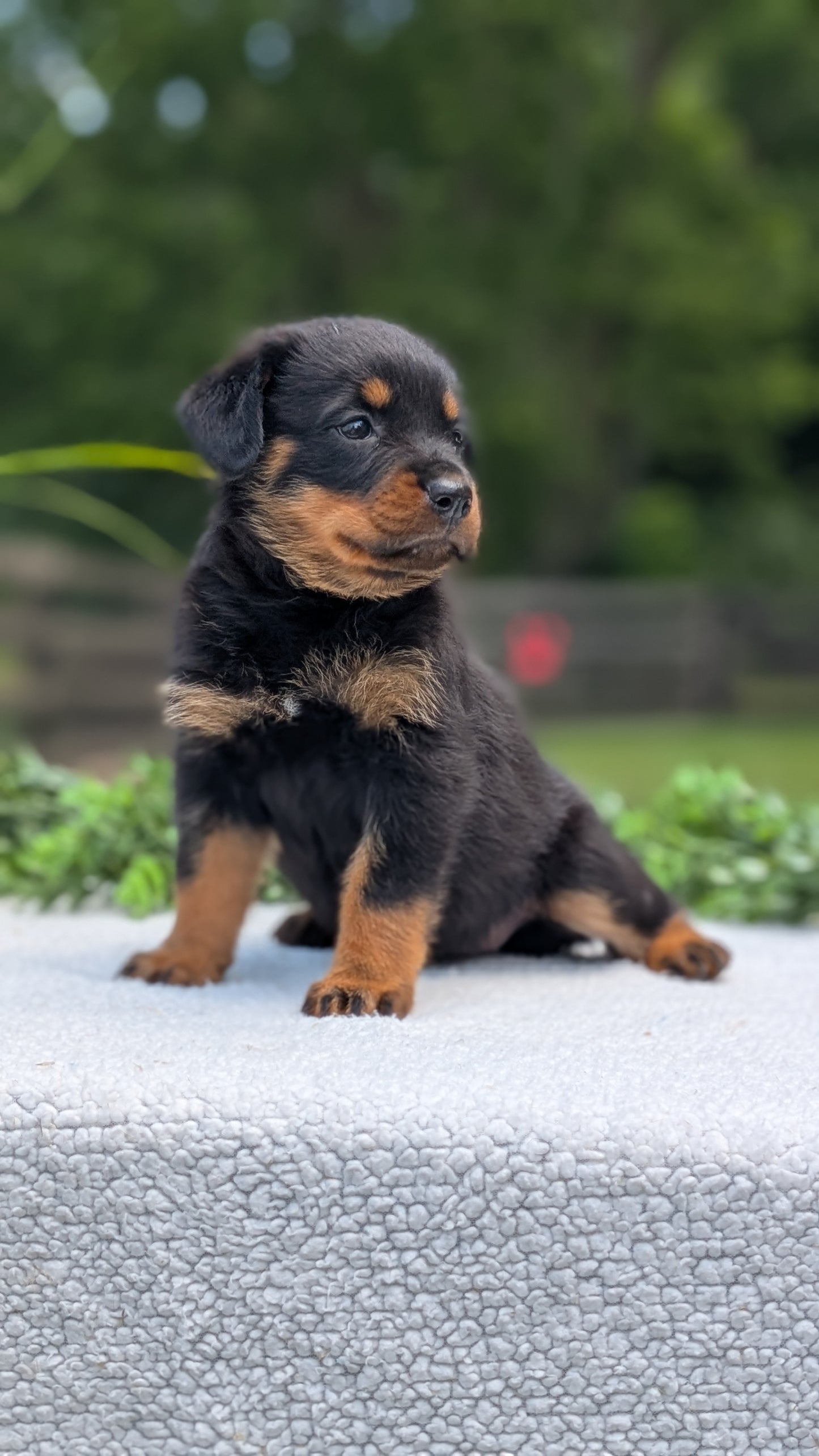 ROTTWEILER (05/28) FEMALE