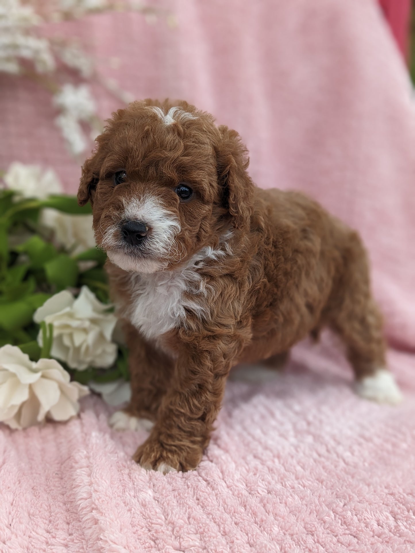 MINI GOLDENDOODLE (03/20) FEMALE