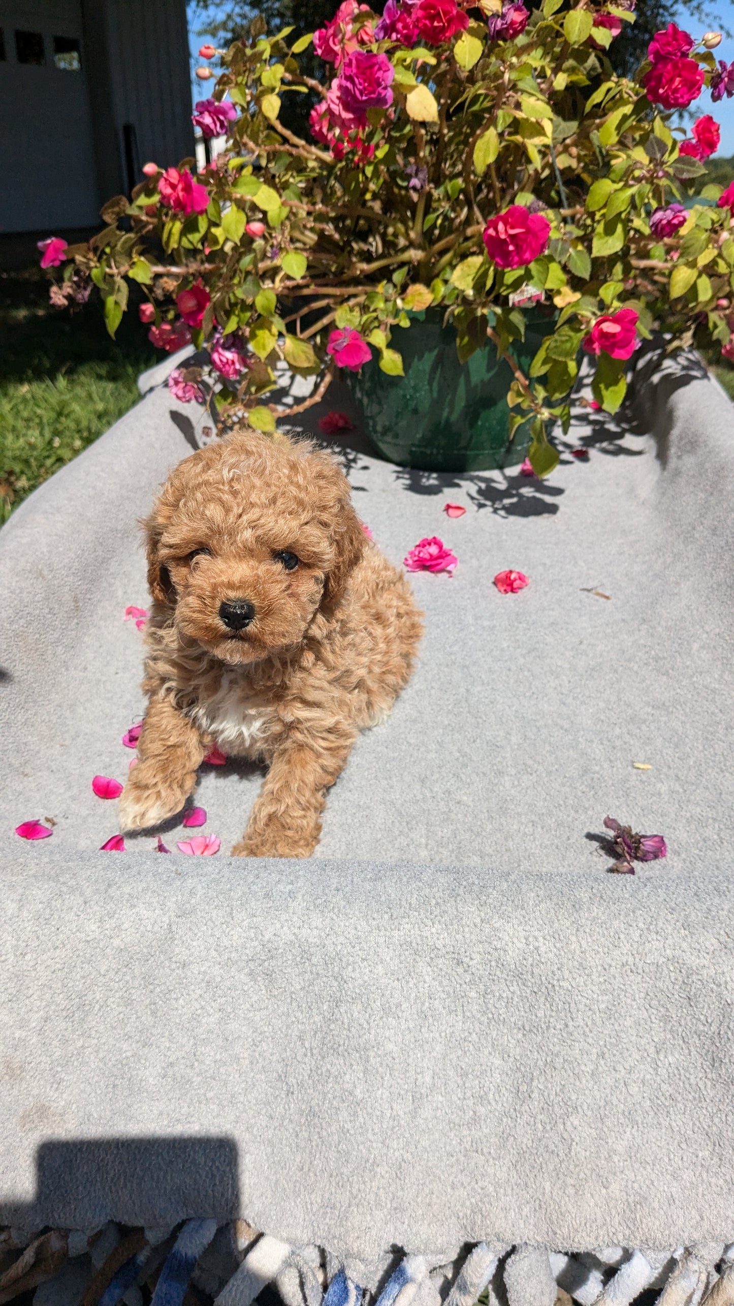 TOY POODLE (07/20) MALE