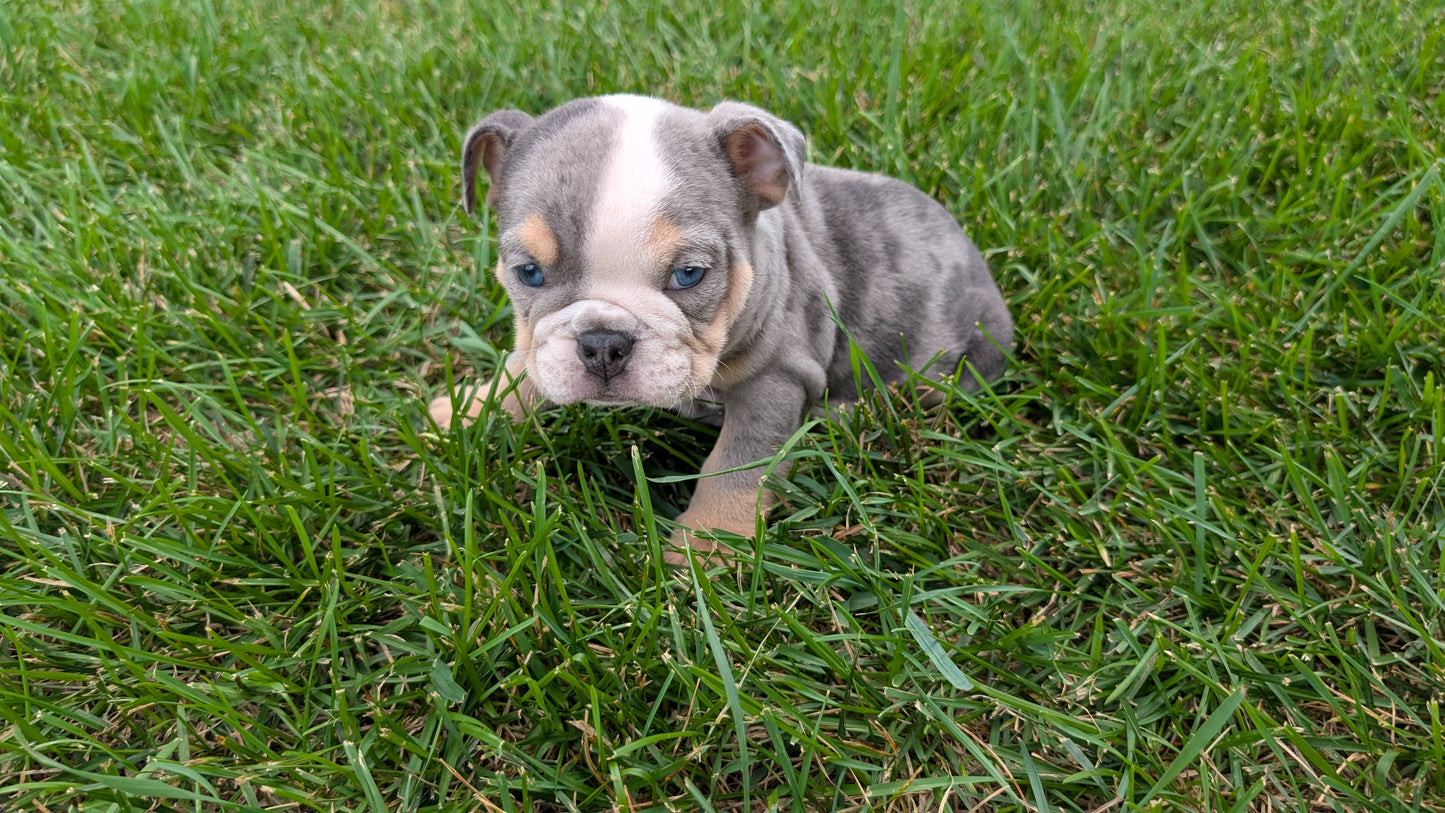 ENGLISH BULLDOG (06/30) MALE