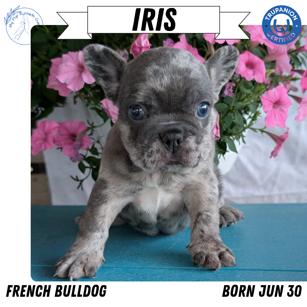 FRENCH BULLDOG (06/30) FEMALE