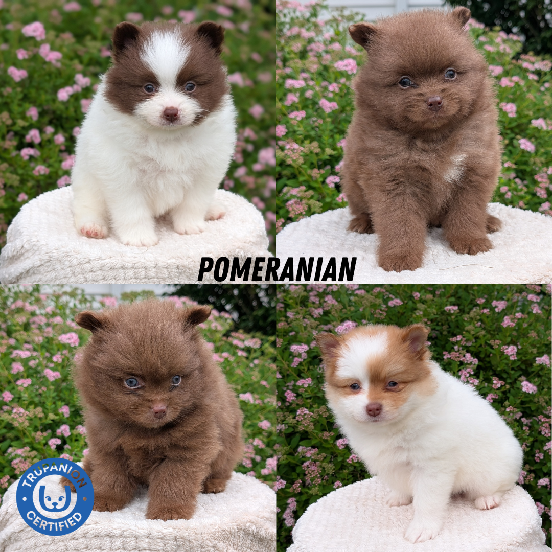 POMERANIAN (04/27) FEMALE