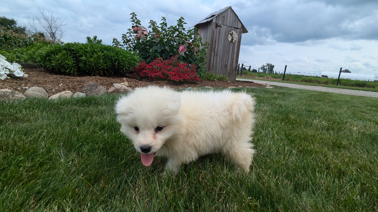 SAMOYED (05/30) FEMALE