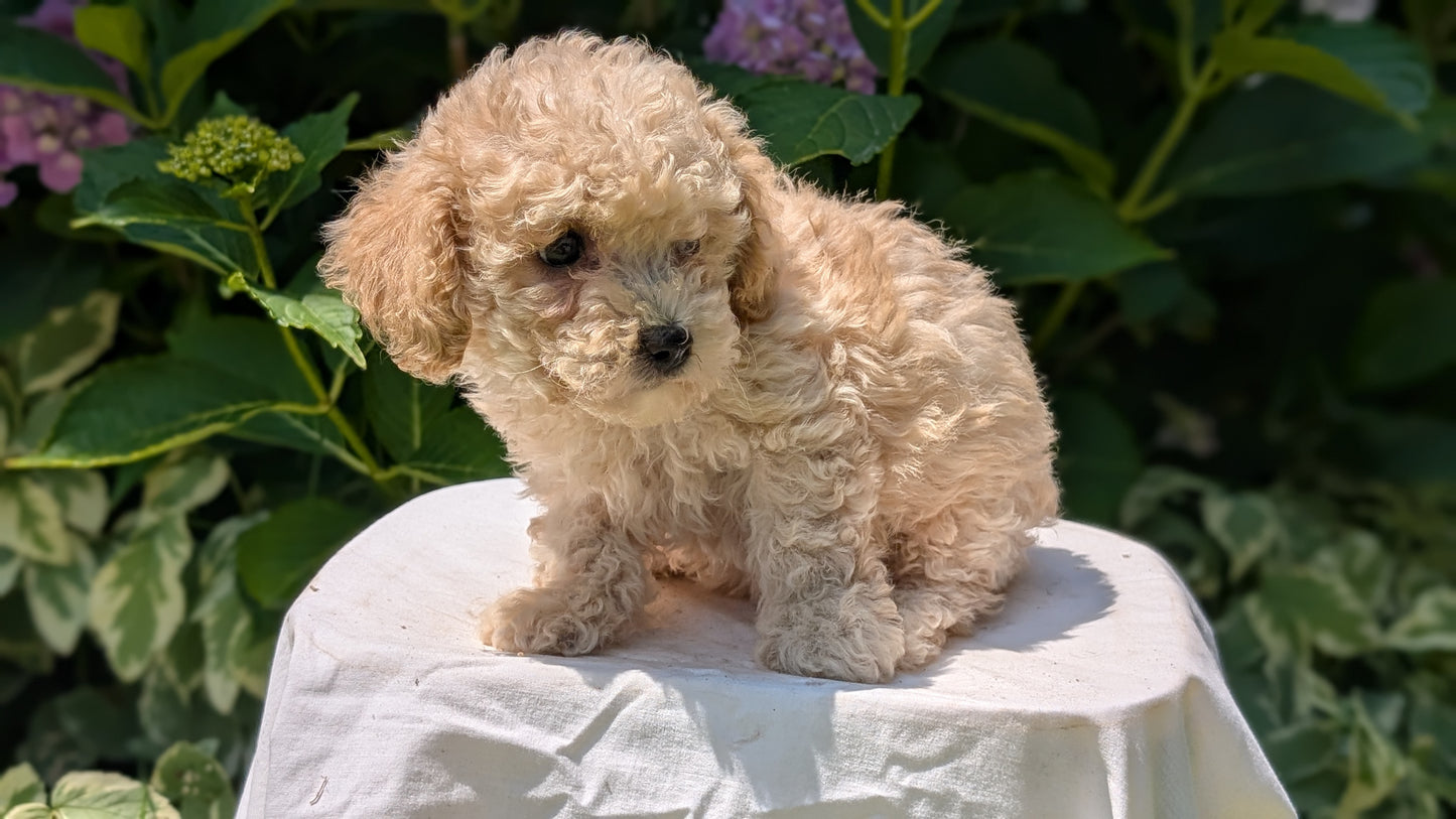 CAVAPOO (05/23) FEMALE