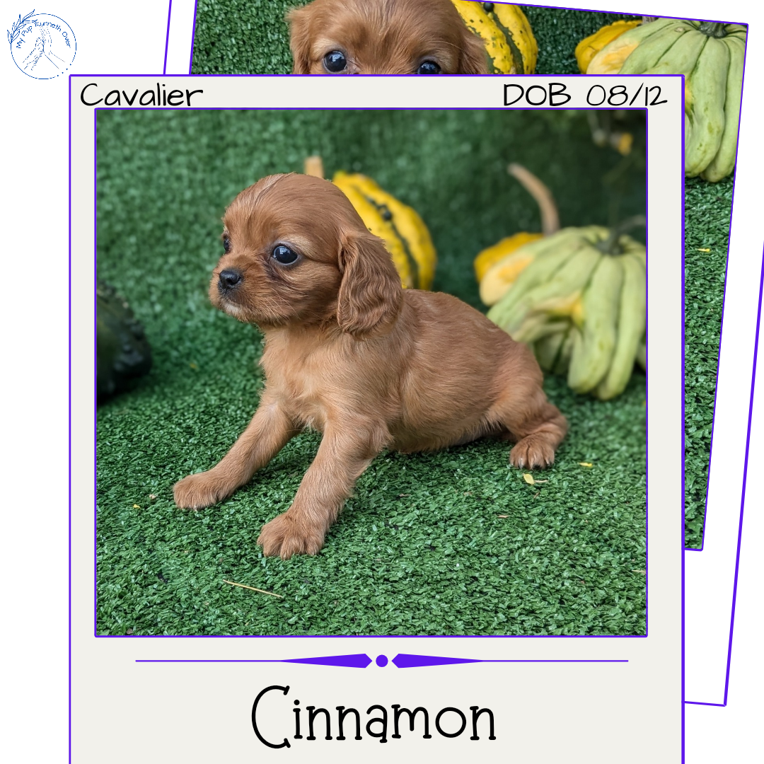 CAVALIER (08/12) FEMALE