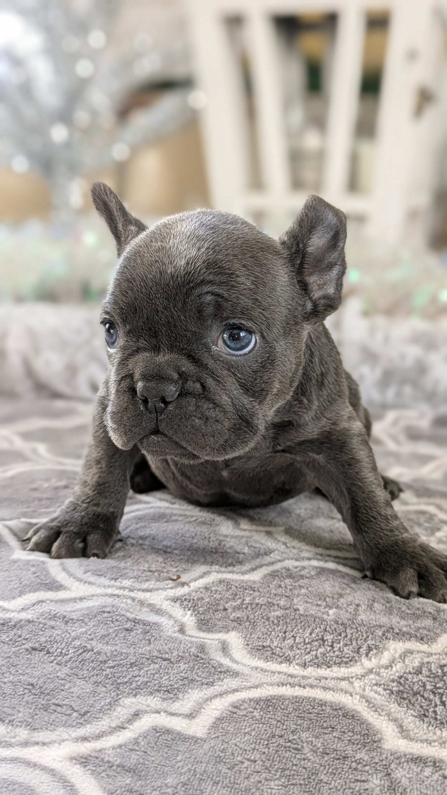 FRENCH BULLDOG (10/12) FEMALE