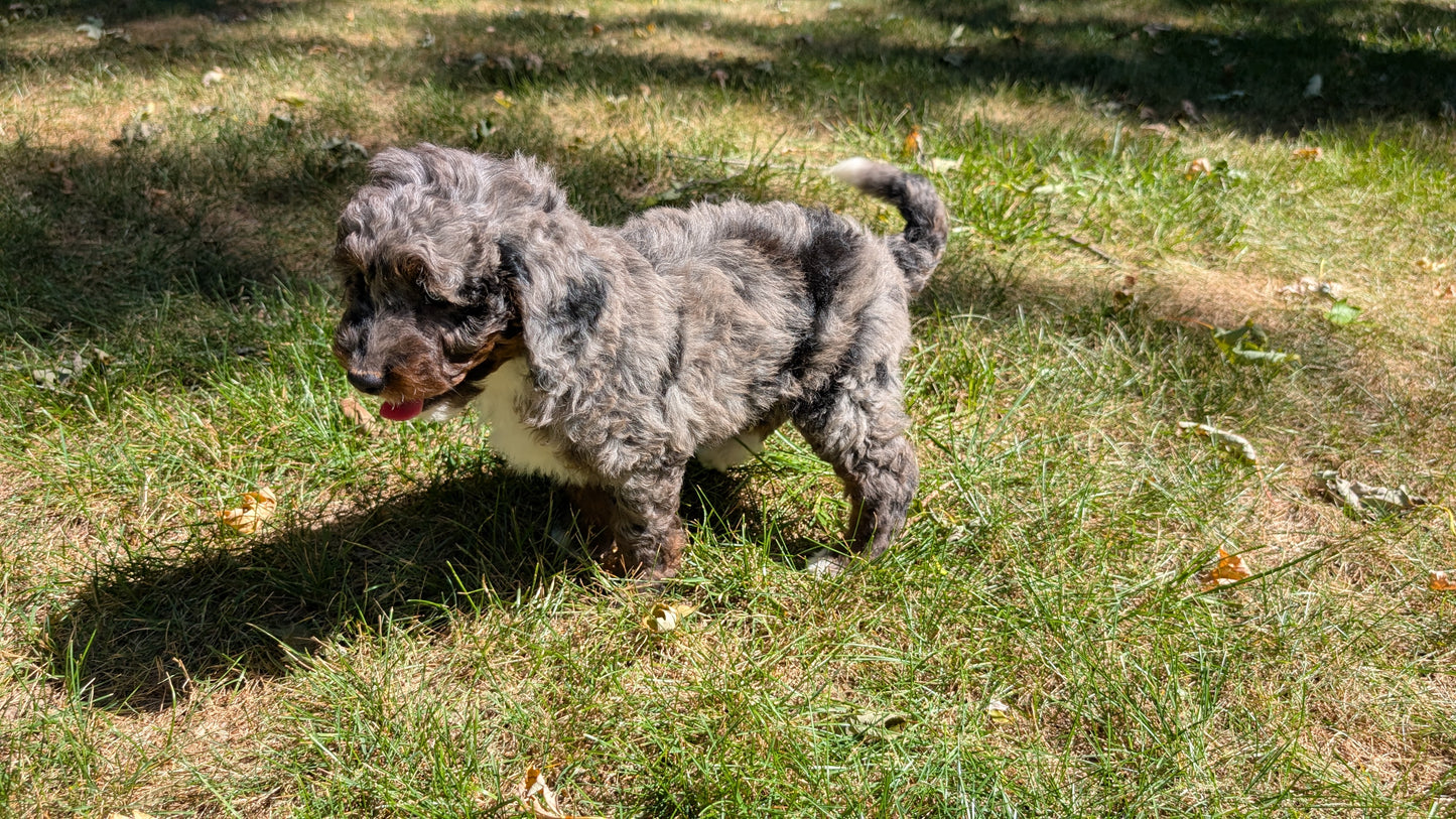 MINI BERNEDOODLE (07/25) MALE