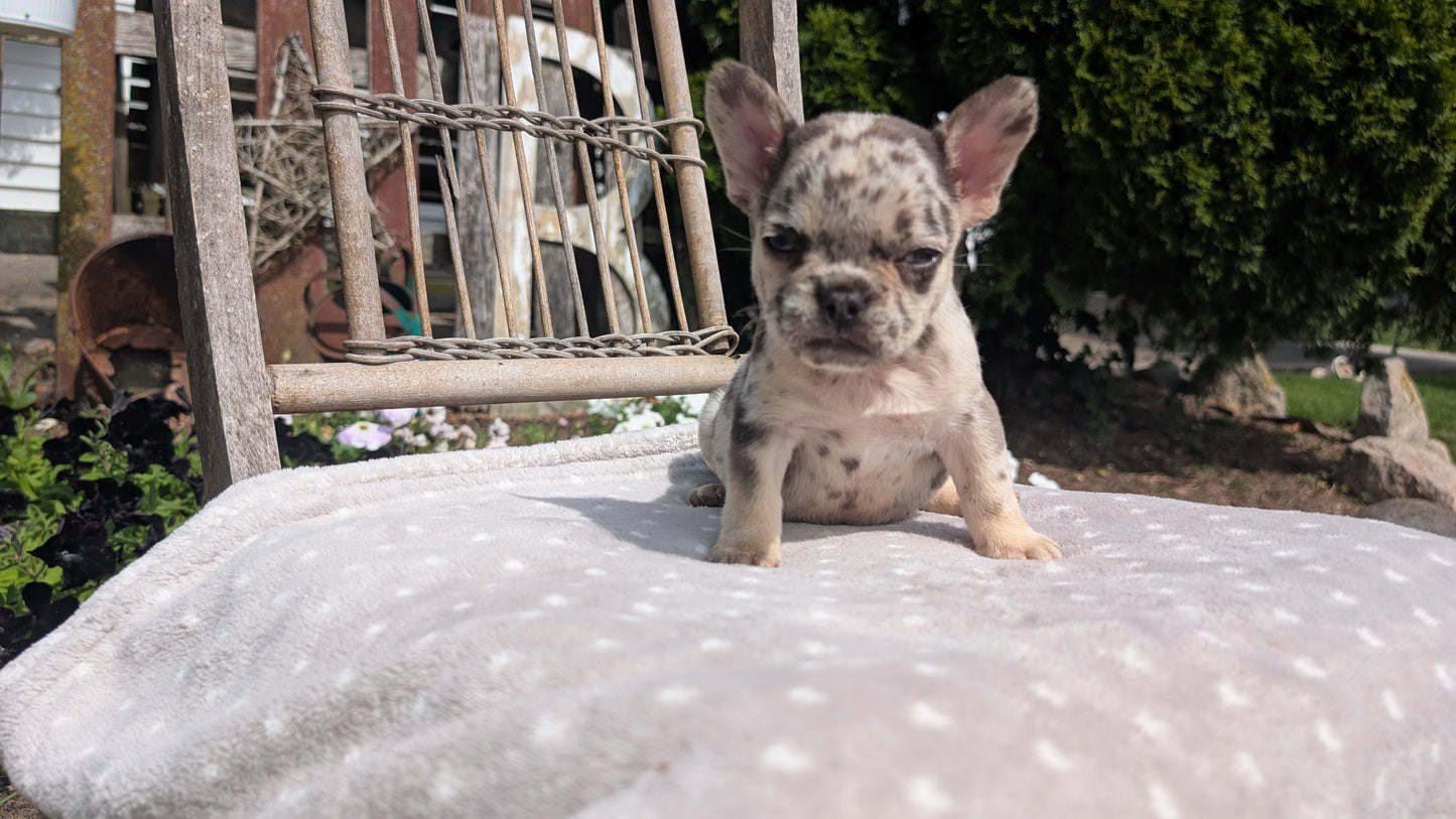 FRENCH BULLDOG (07/11) FEMALE