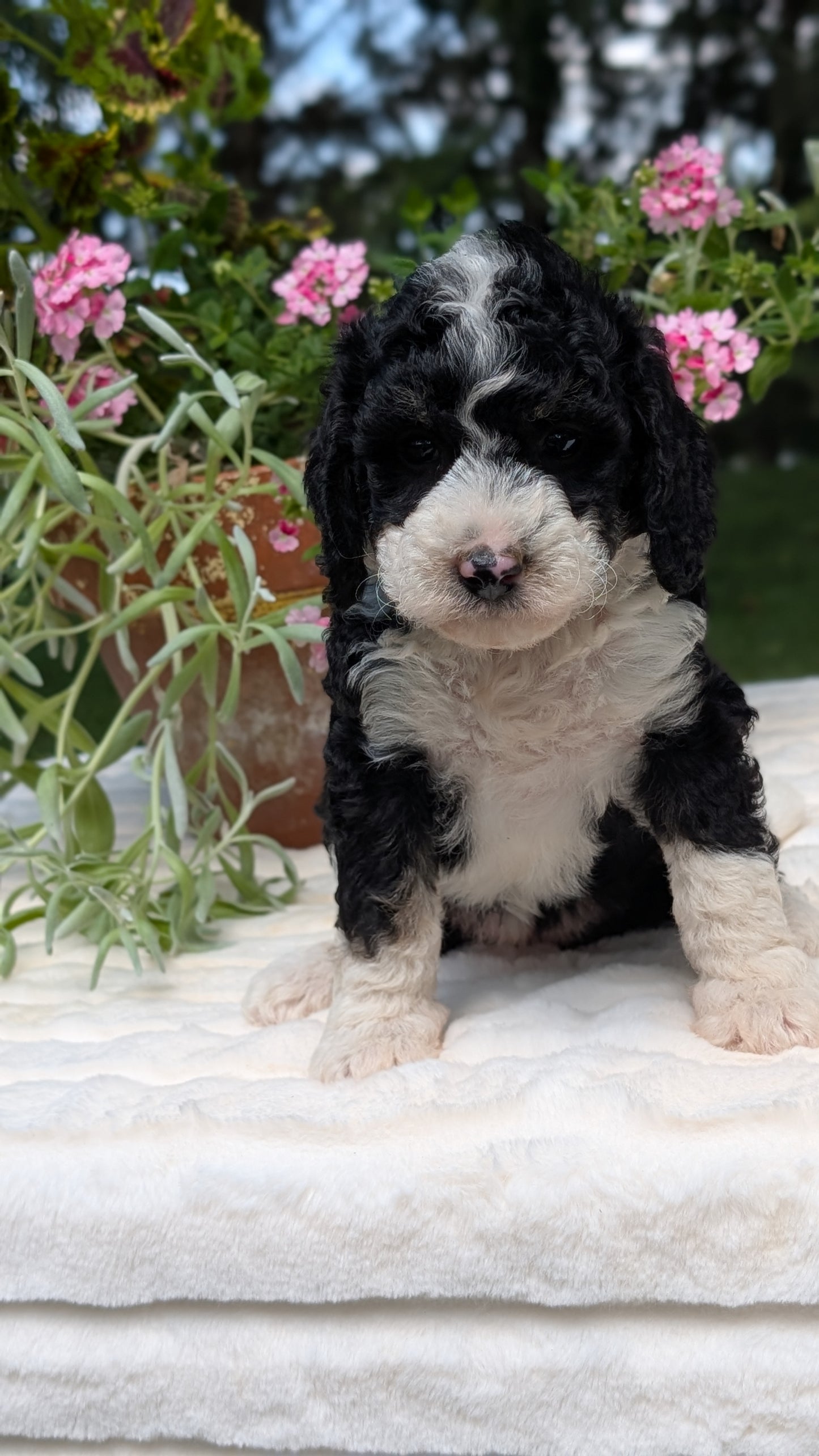 MINI BERNEDOODLE (06/11) FEMALE