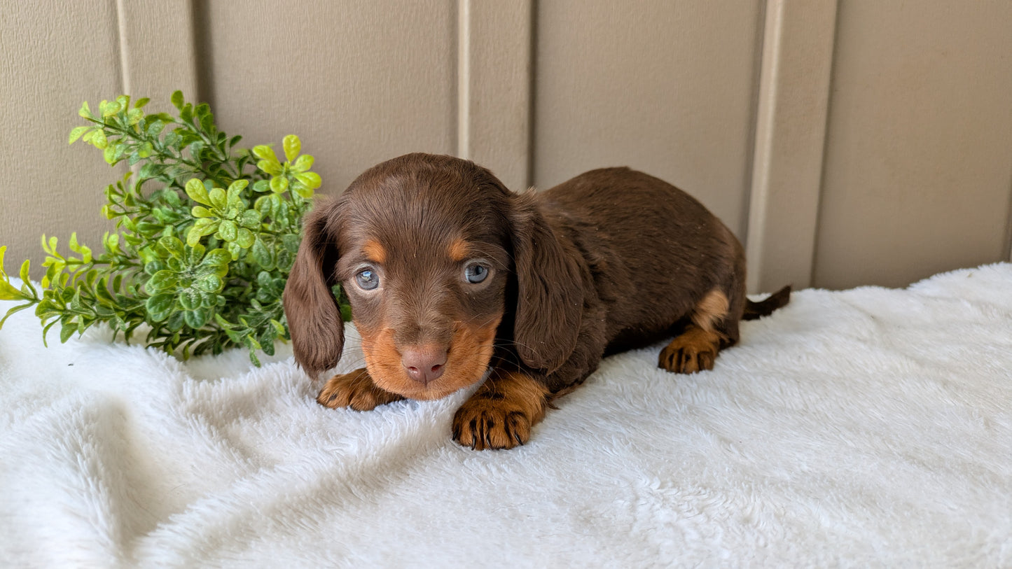 MINI DACHSHUND (02/21) FEMALE