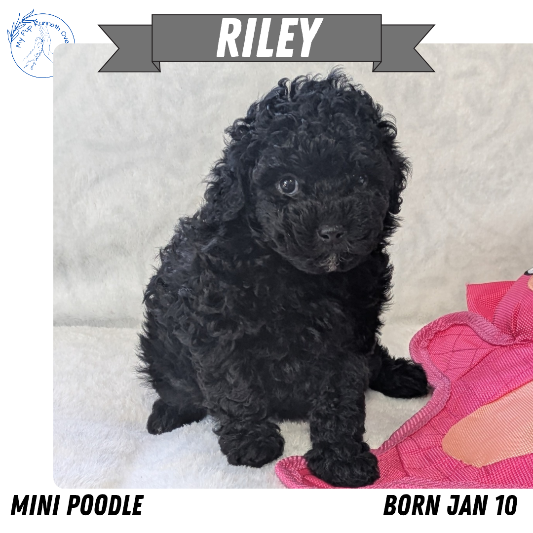 MINI POODLE (01/10) MALE