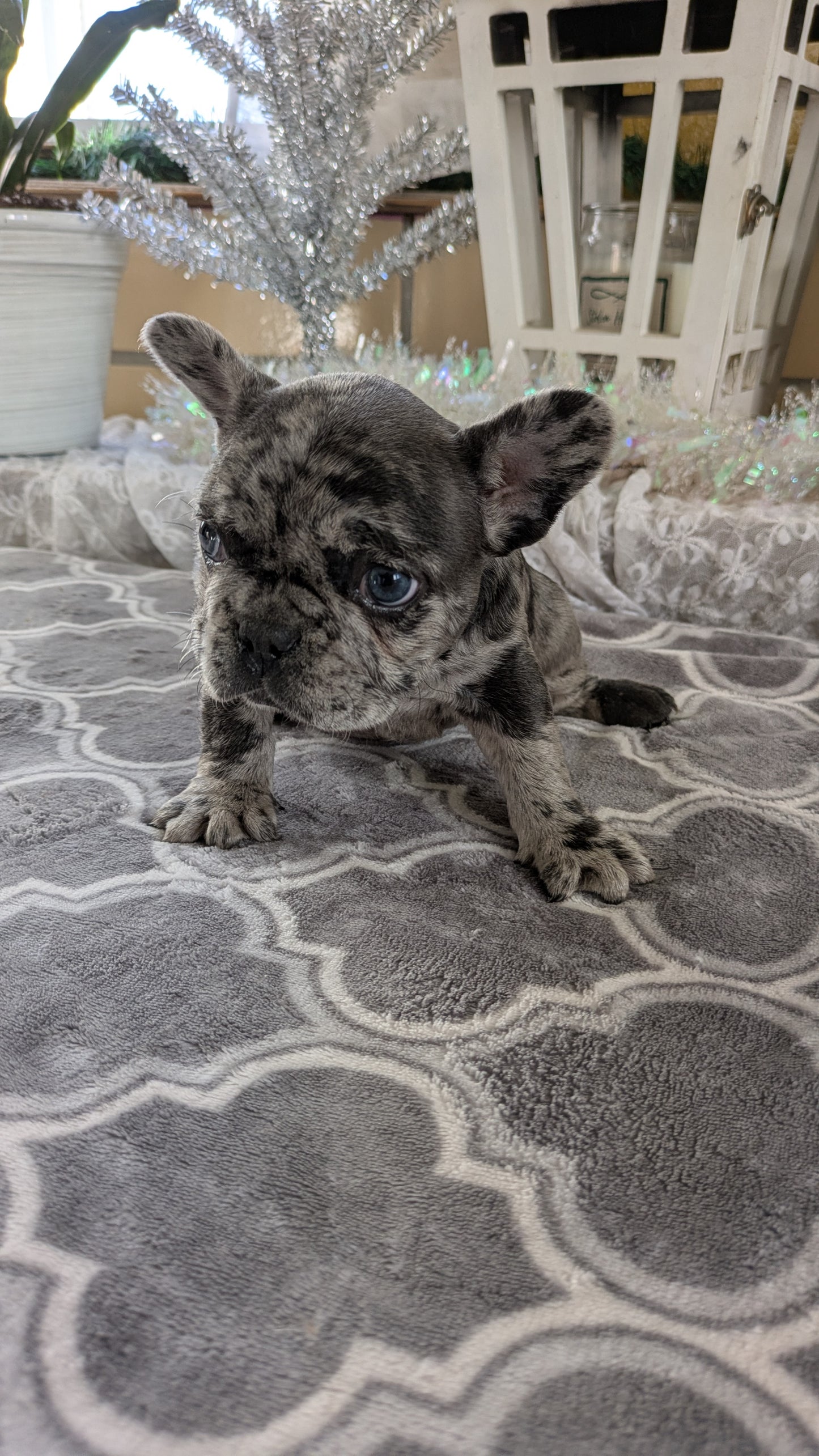 FRENCH BULLDOG (10/12) FEMALE
