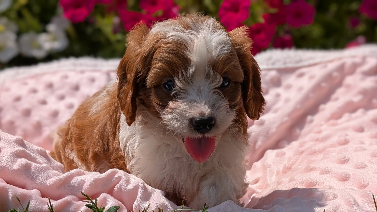 CAVAPOO (06/19) MALE