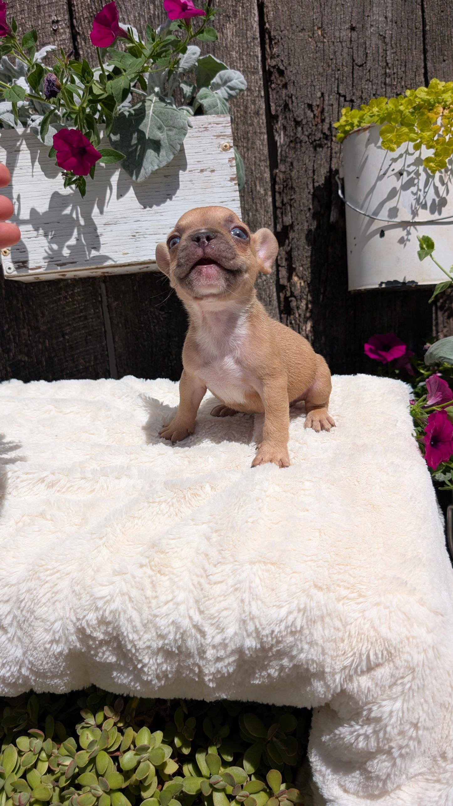FRENCH BULLDOG (05/07) FEMALE