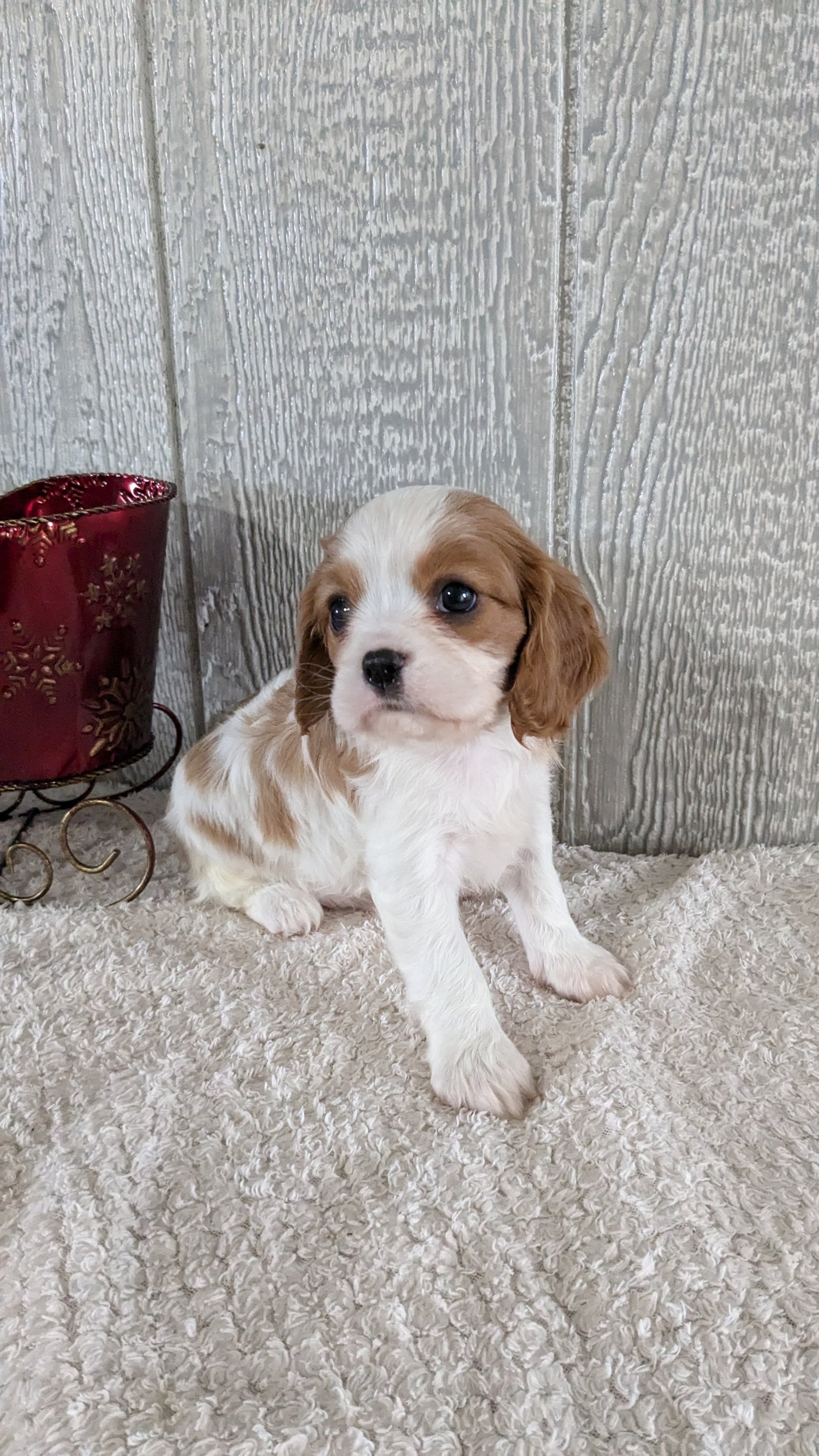 CAVALIER (09/12) MALE