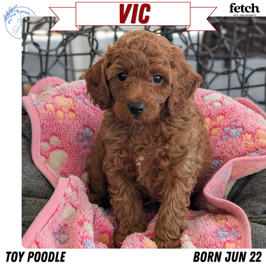 TOY POODLE (JUN 22) MALES