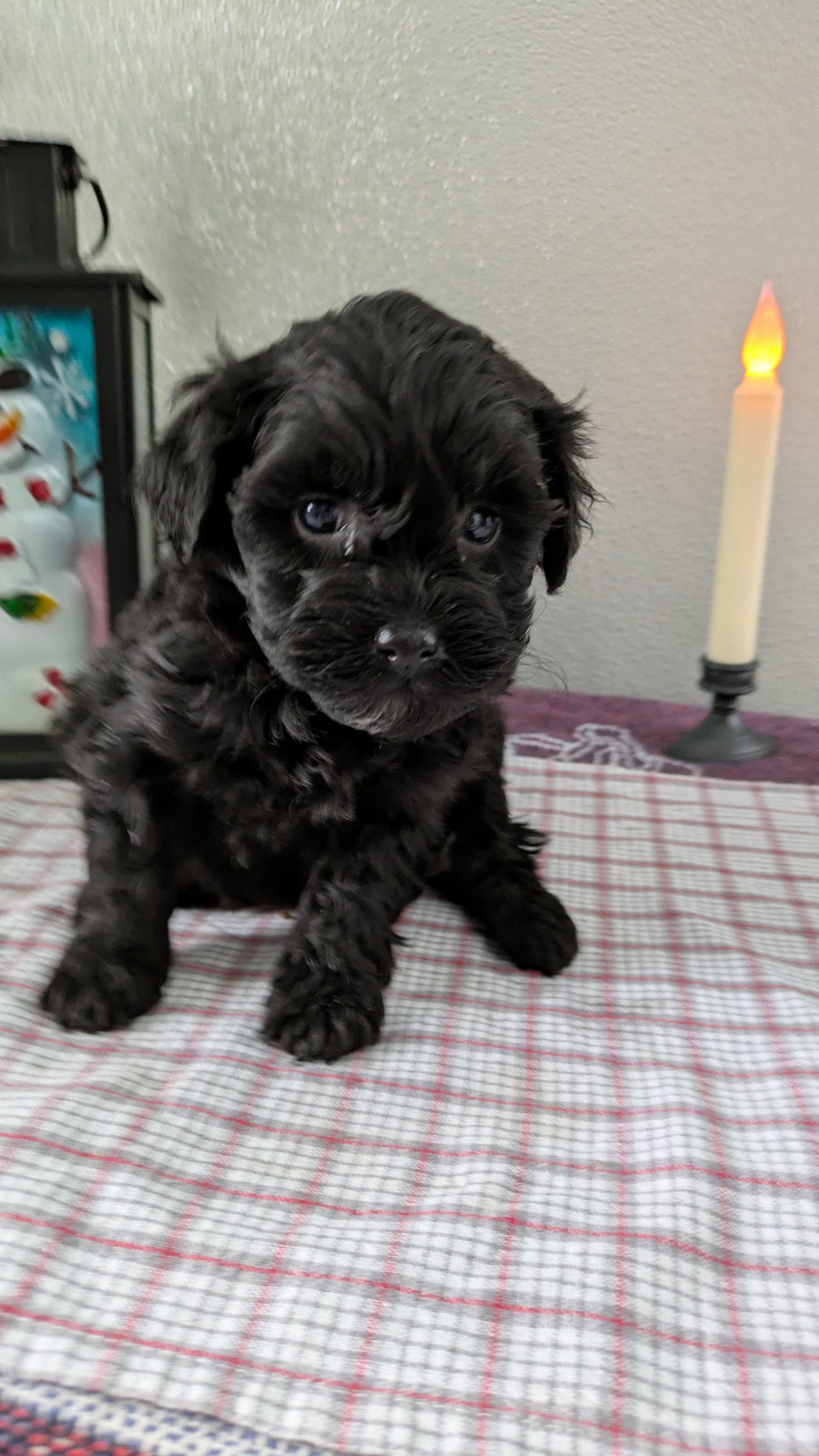 MINI LABRADOODLE (11/26) FEMALE
