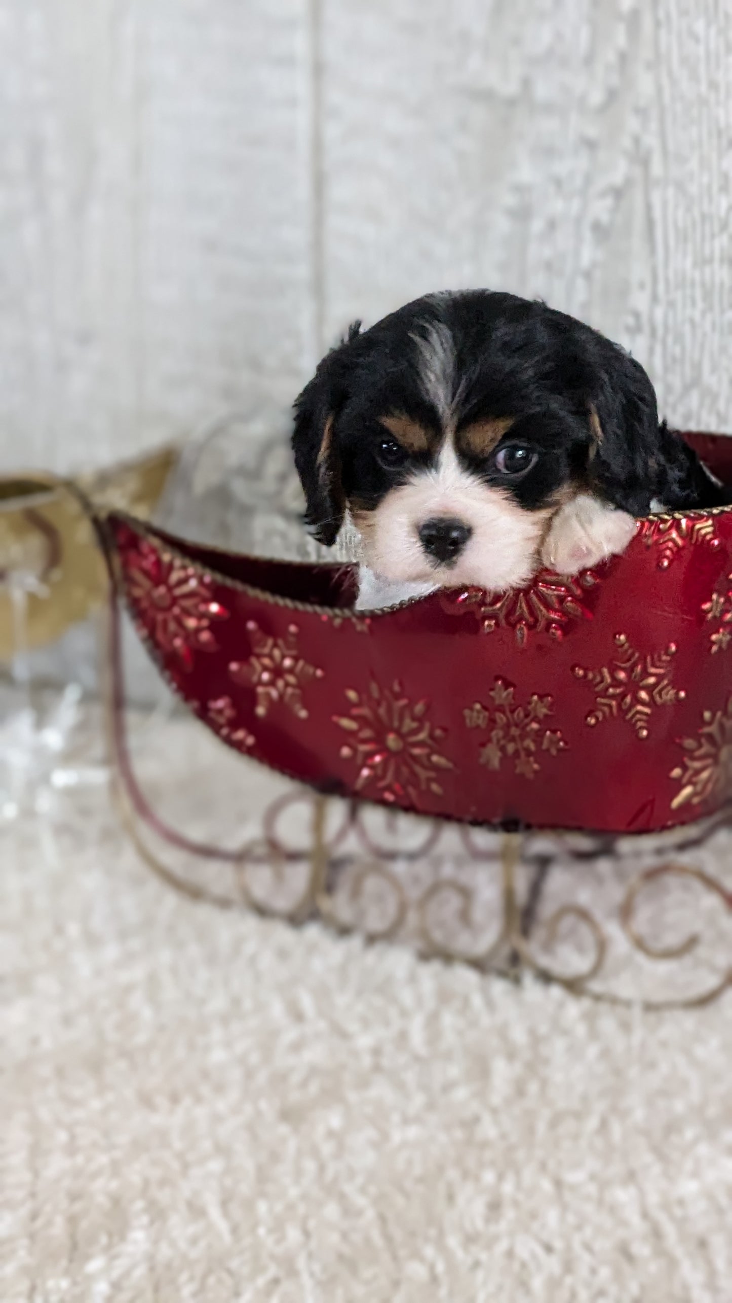 CAVALIER (09/11) MALE