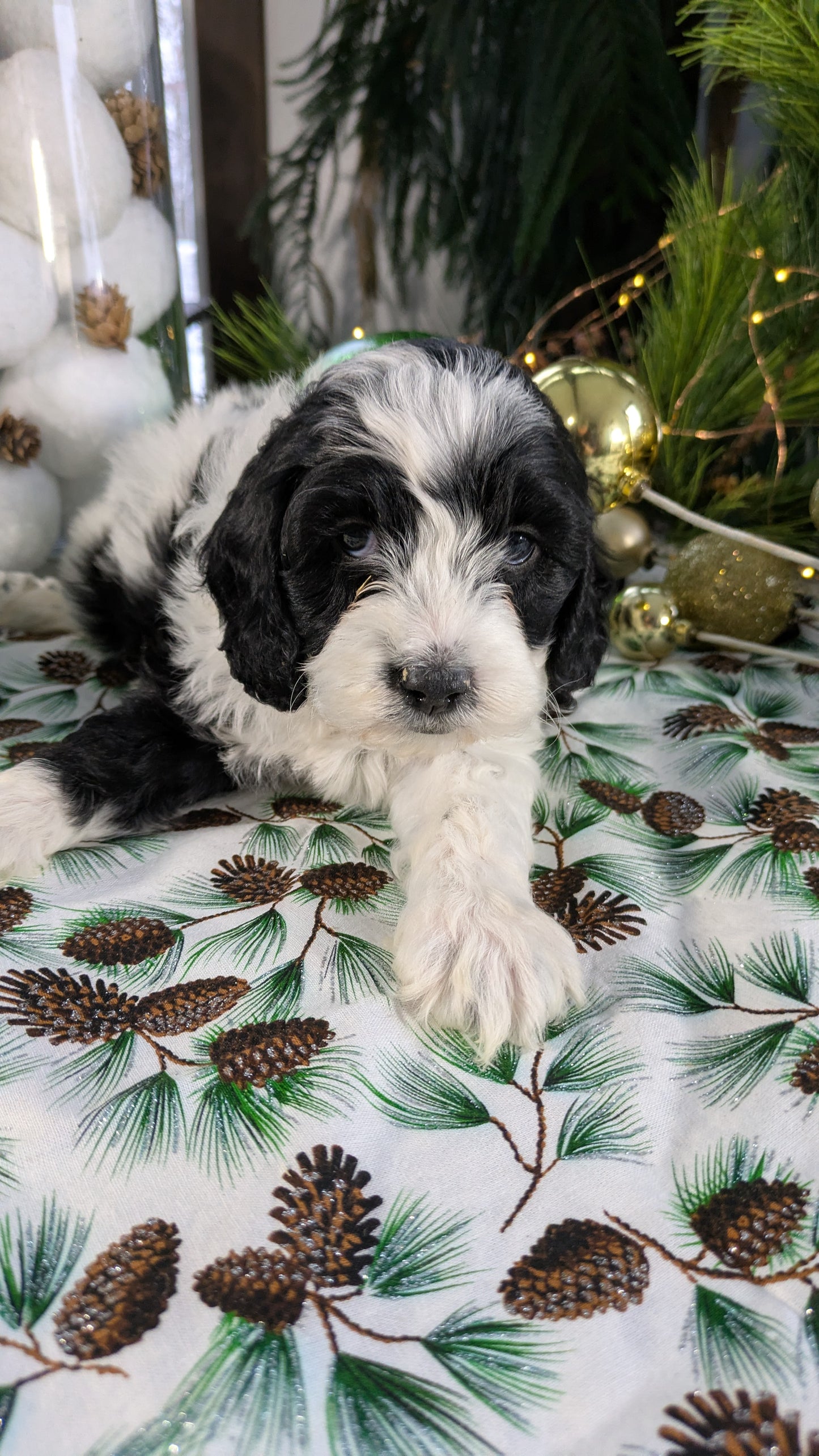 COCKAPOO (10/14) FEMALE