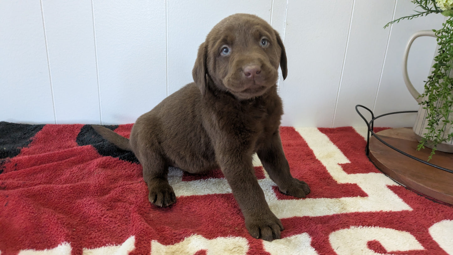 LABRADOR RETRIEVER (11/03) MALE