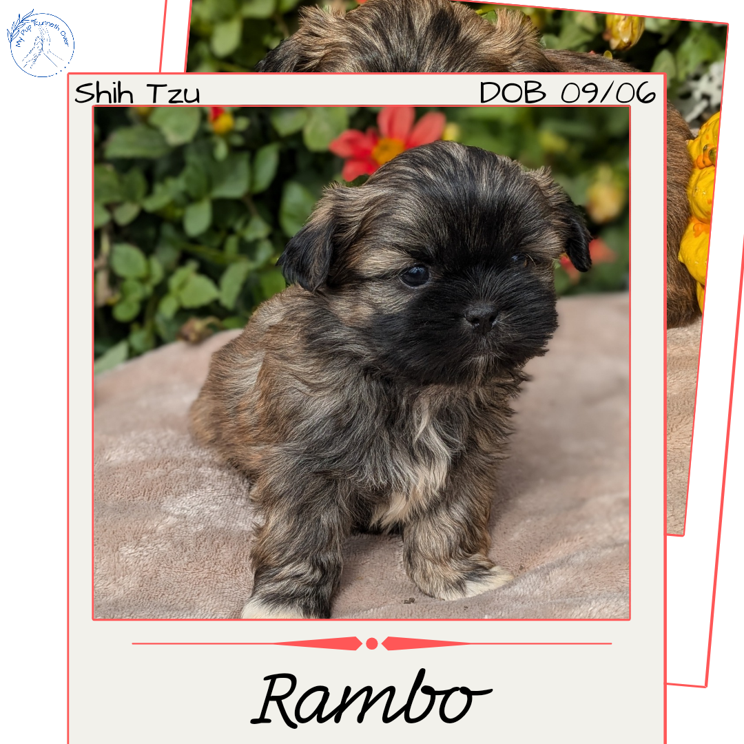 SHIH TZU (09/06) MALE