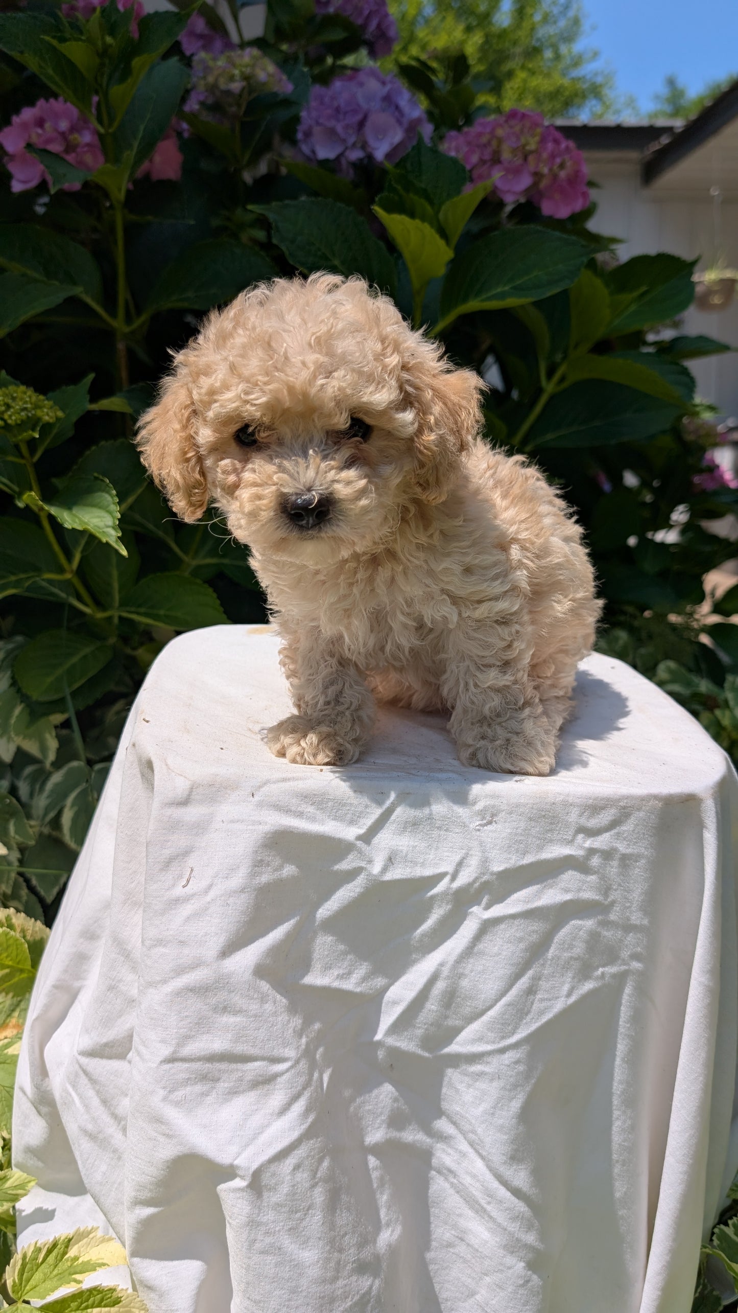 CAVAPOO (05/23) FEMALE